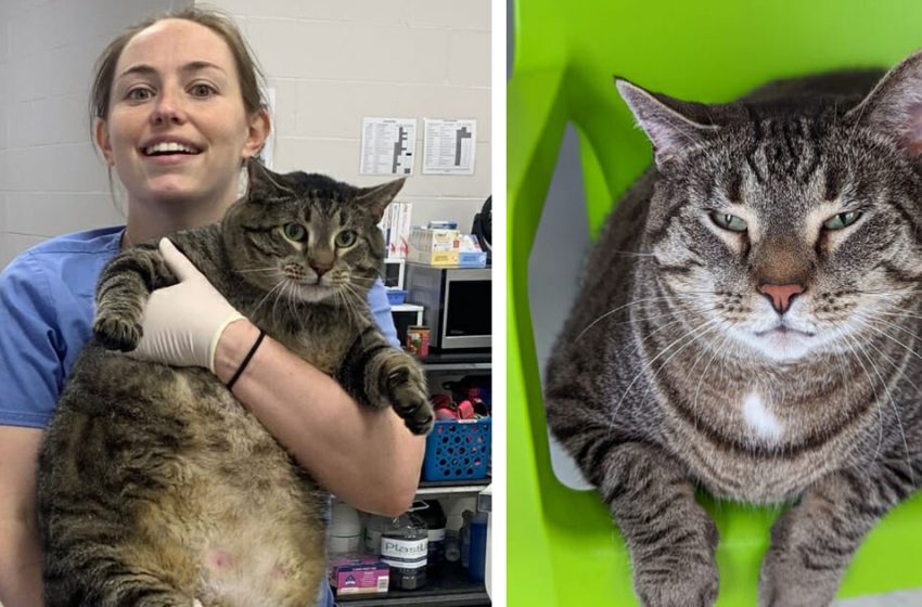  30-pound dark-striped cat protect cat ‘the estimate of a barge’ gets received