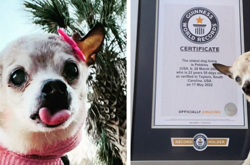  22-year-old Stones sets Guinness World Record as most seasoned living pooch