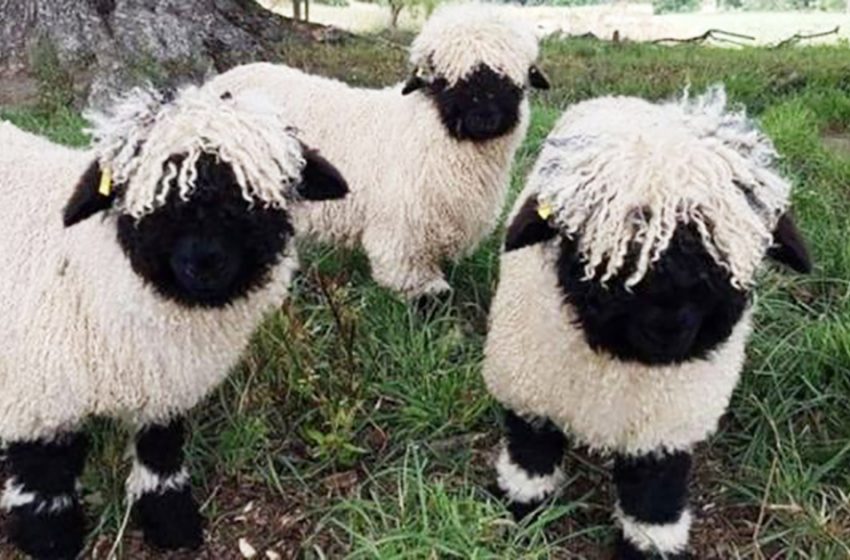  Valais Blacknose sheep, maybe the universes cutest sheep see like stuffed creatures