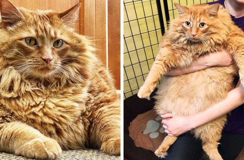  A cat named Bazooka got into a protect and got to be a star — after all, it is incomprehensible to stand up to his 16-kilogram charm