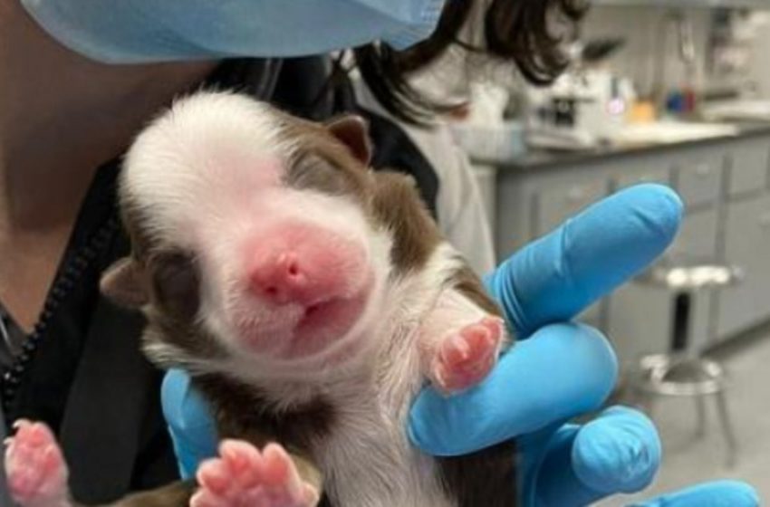  A unique puppy with 6 paws and 2 tails was born in the USA! And this baby managed to surprise even veterinarians