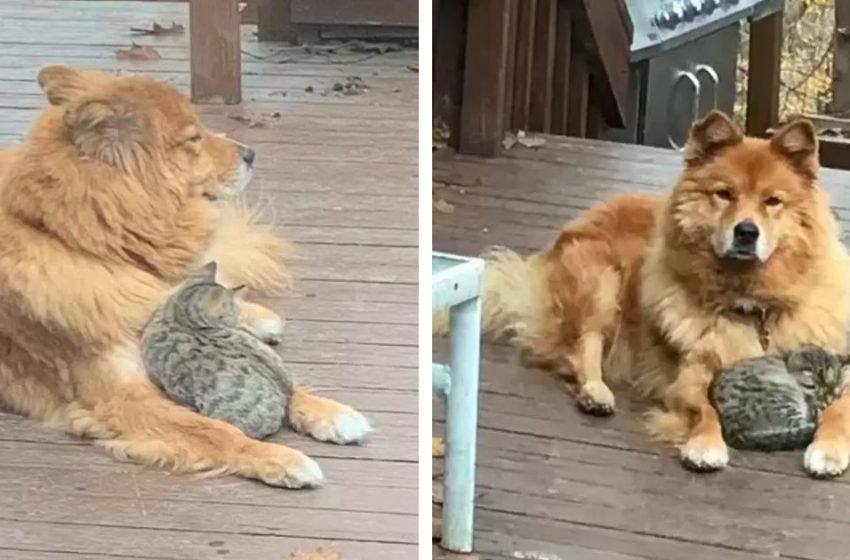  Family Looks Out Their Window And Takes note That Their Pup Isn’t Alone