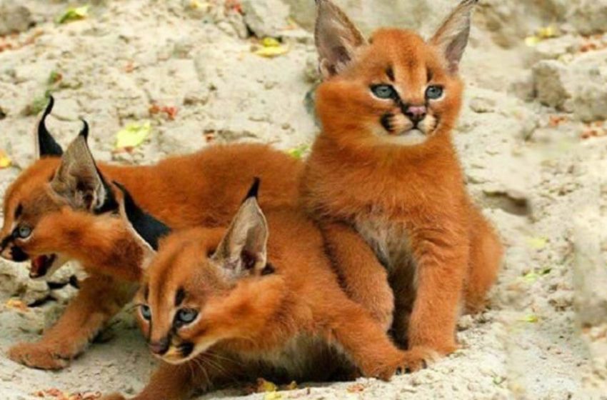  Caracals are lovable kitties merely can drop in adore with without a moment thought