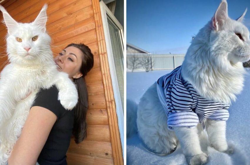 This Maine Coon cat is so huge that individuals think he’s a pooch