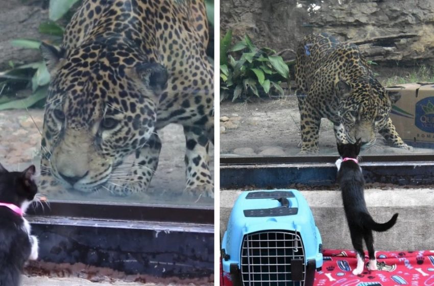  Dogs and kittens from the shelter were brought to the zoo to introduce them to local animals. And their meeting is mimimi!