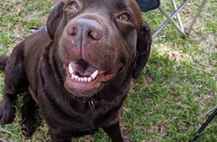  The cunning dog begged for a treat, but people looked at his collar, and for good reason.  The prank failed