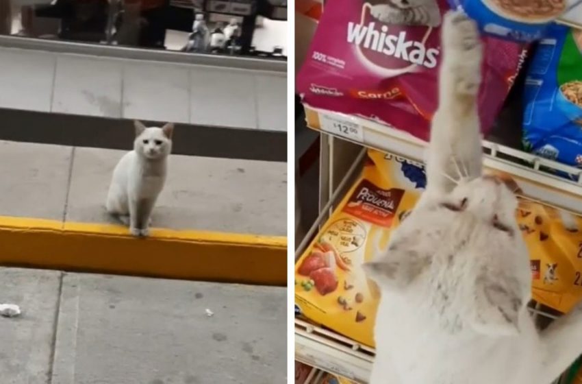  A cunning stray cat lured a Mexican woman to the animal department, but received not only food, but also a new home