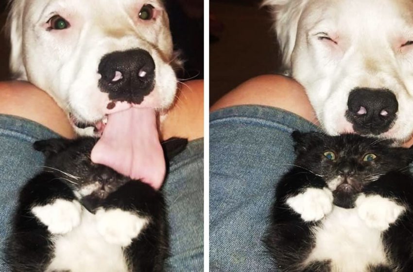  The deaf dog wandered through shelters and finally found a home. Now he helps lonely animals, and it’s insanely cute