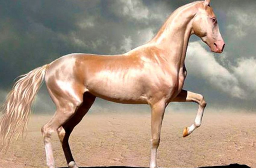  One of the most beautiful breeds of horses. These animals conquer at first sight