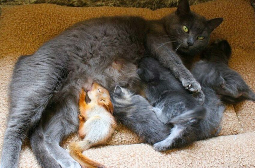  There are no other people’s children: the cat has gotten to be a cultivate mother for small squirrels
