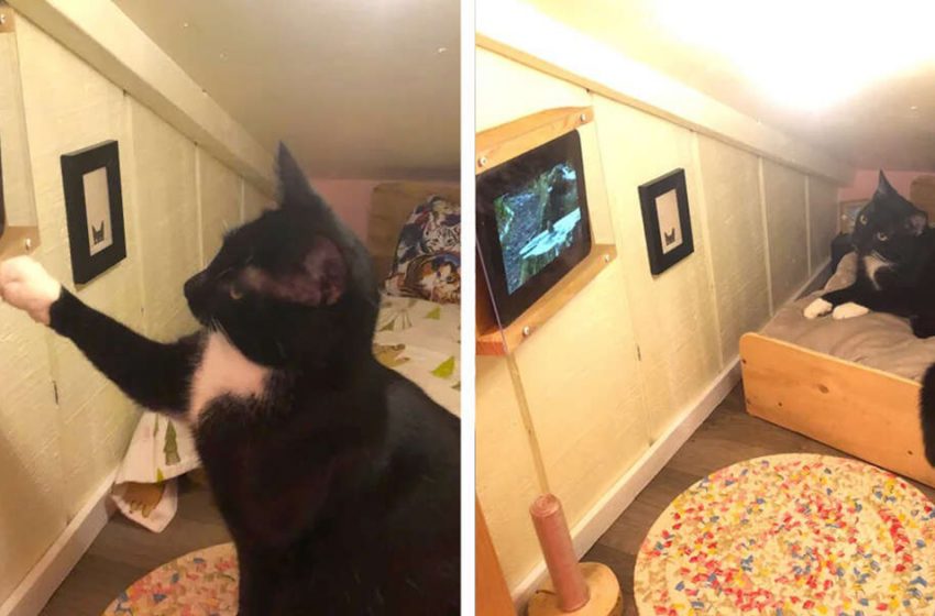  Fellow Changes Space Behind Divider Into Room For His Cat