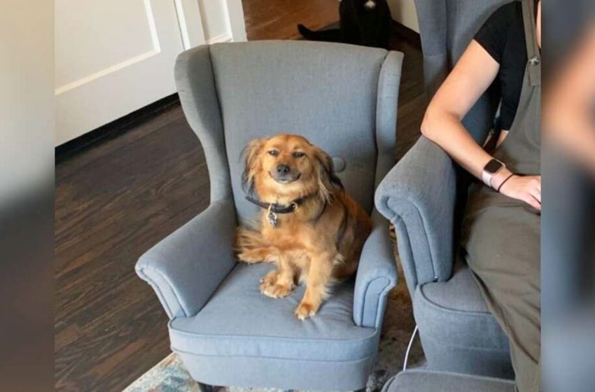  Canine Won’t Halt Grinning After He Gets A Chair That Matches His Mom’s