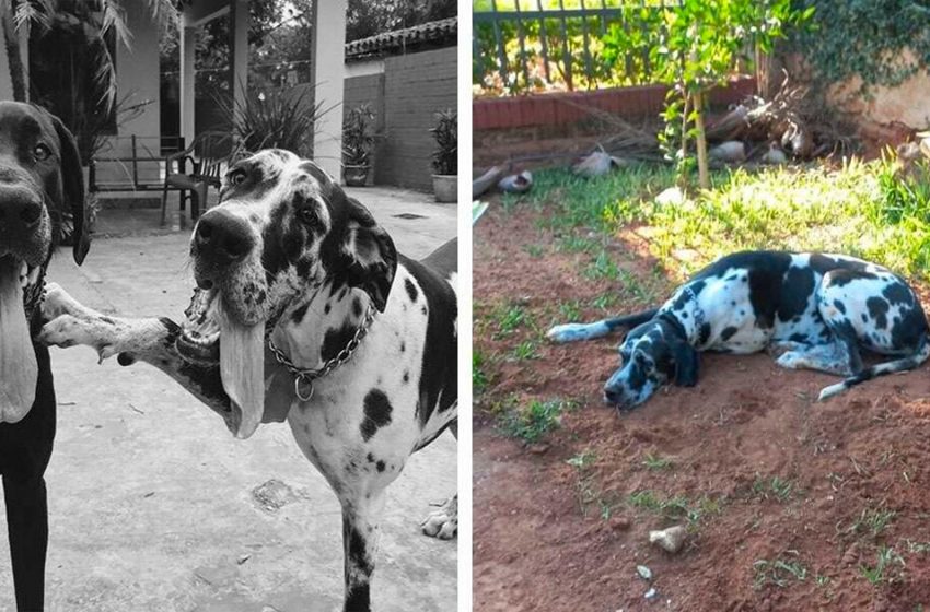  Individuals Are In Tears Over Dog’s Touching Last Act Of Cherish For Her Companion