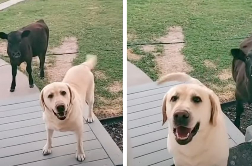  Puppy goes out to play, returns domestic with infant bovine he gotten to know along the way