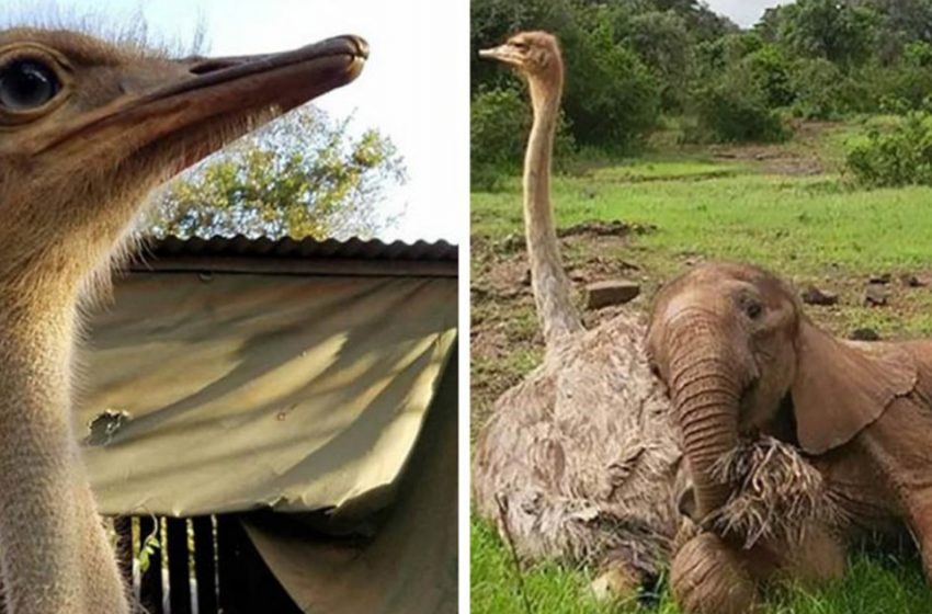  The stranded infant elephant was comforted by an ostrich. Presently these two are always embracing