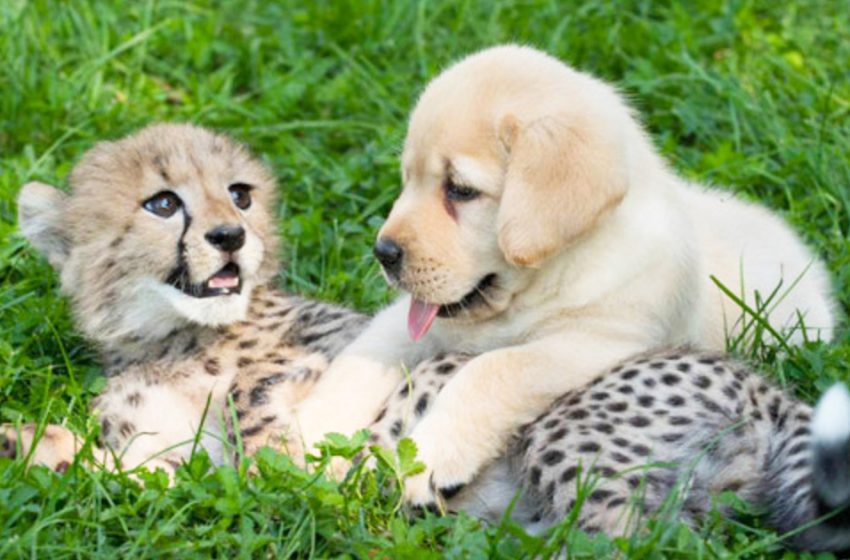  Fellowship is solid… A forlorn cheetah whelp made companions with a little puppy