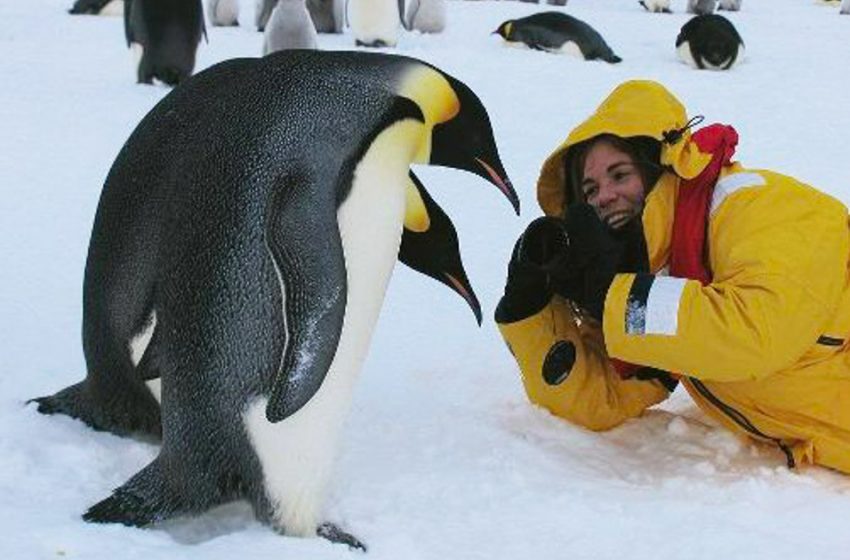  The sweetest and most unusual profession is a penguin flipper