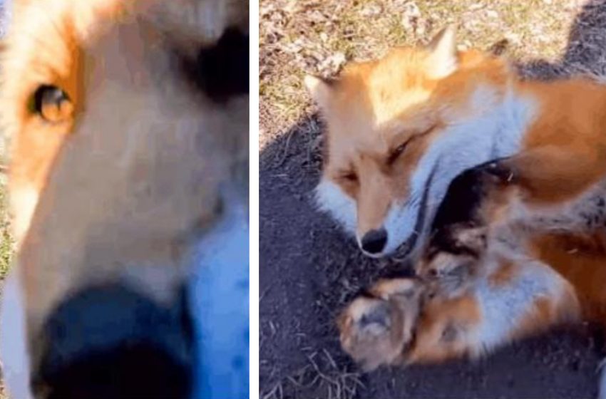  Impudent ruddy gag! The fox stole the phone with the camera turned on and shot his escape