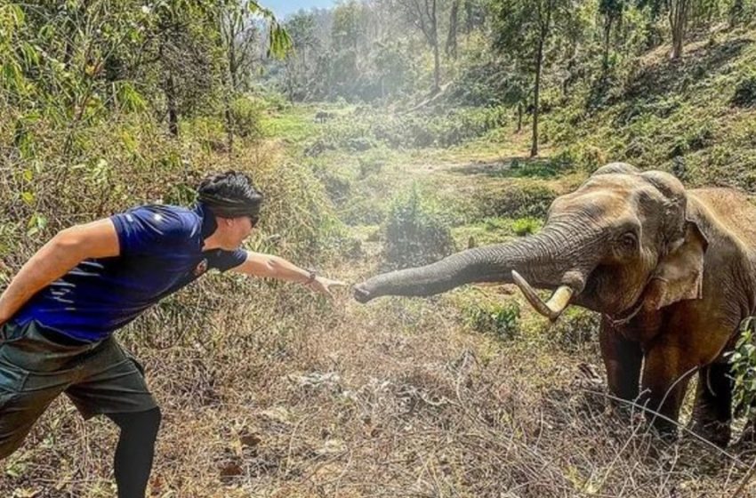  Touching Minute Elephant Recognizes The Vet Who Cared For Him 12 A long time Back