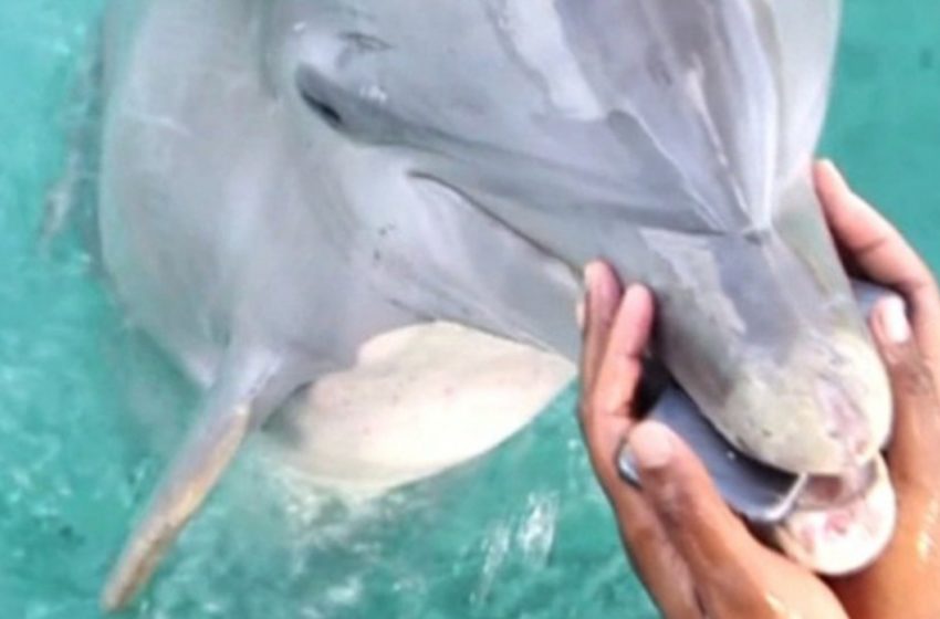  Neighborly dolphin recovers woman’s phone after dropped into sea