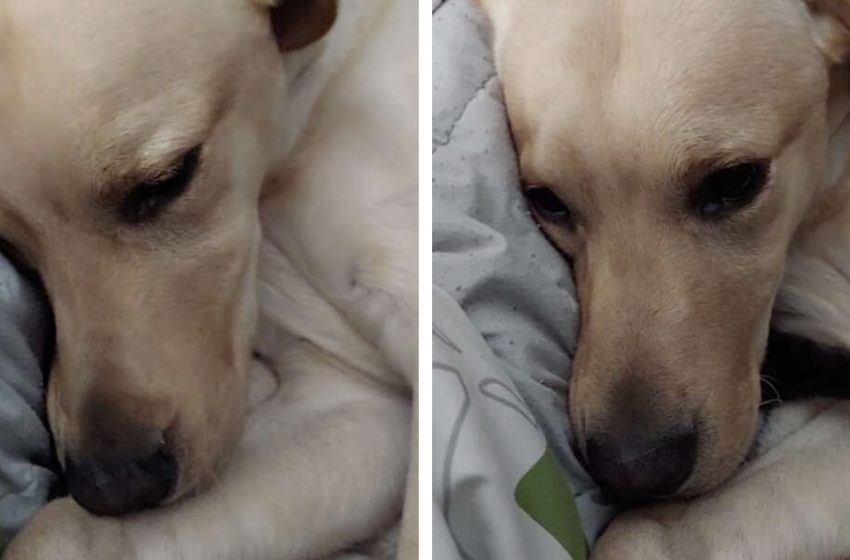  The Pooch Tries To Keep The Unused Cat Covered up From The Rest Of The Family So That No One Else May Play With Him