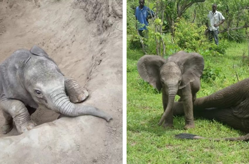  Wild Infant Elephant Makes a difference Individuals Wake His Mother Up After Protect