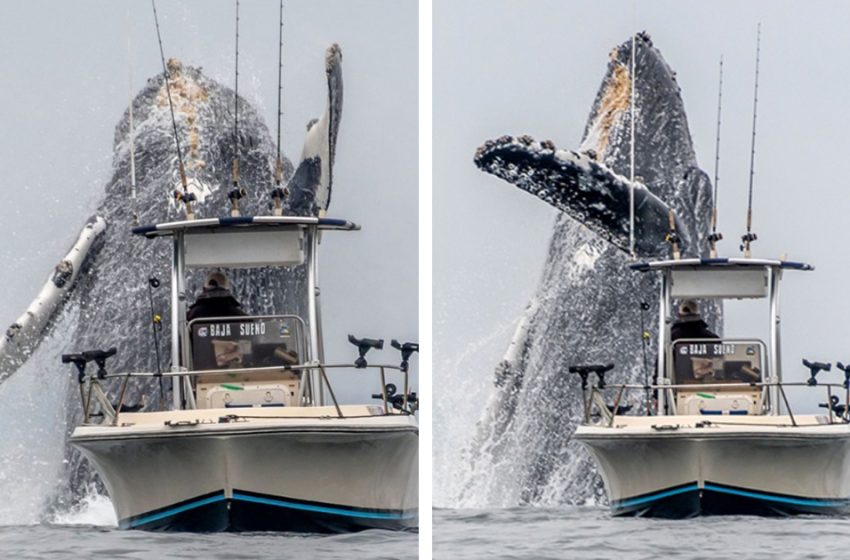 In This Incredible Video A Giant Whale Approaches A Little Boat