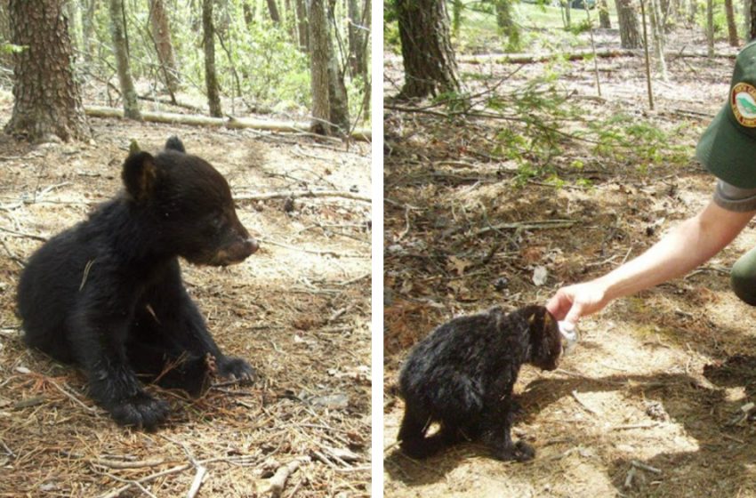  At Chimney Shake A Bear Whelp Was Found Sick And Alone