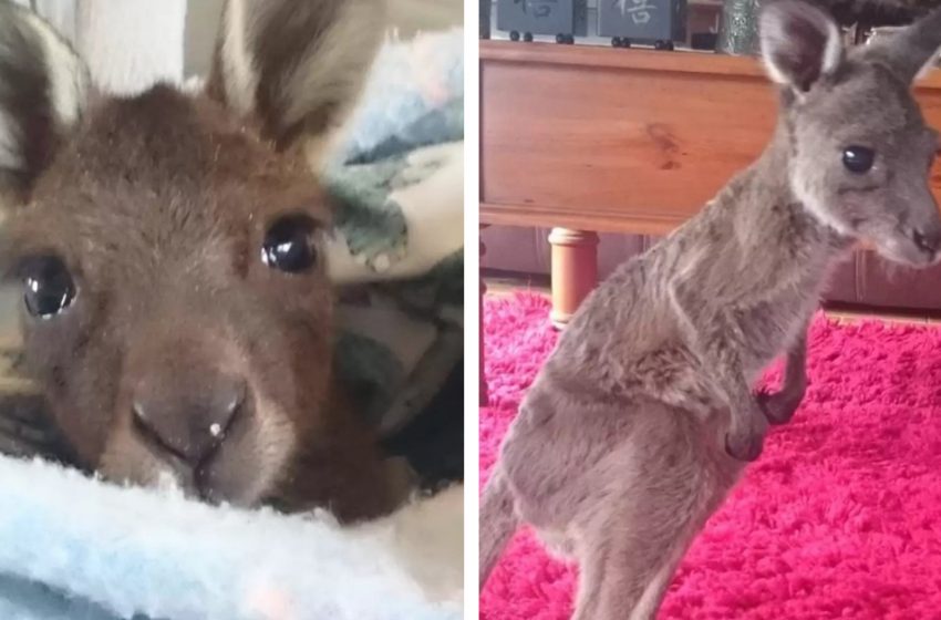  The Infant Kangaroo Who Was Treated severely Like A “Toy” Is Presently Secure
