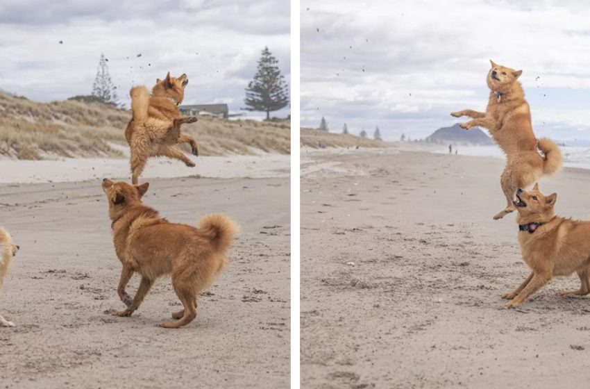  Pooch Can’t Halt Bouncing For Delight Since She Cherishes The Beach