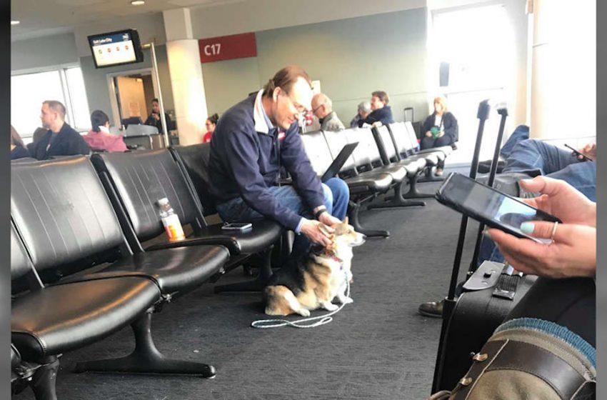  Sweetest Corgi Sees Man In Air terminal — And Right away Knows He Needs Comforting