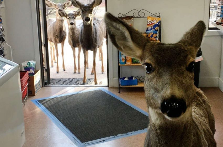  Deer Drops By Blessing Shop — At that point Comes Back Afterward With Her Kids