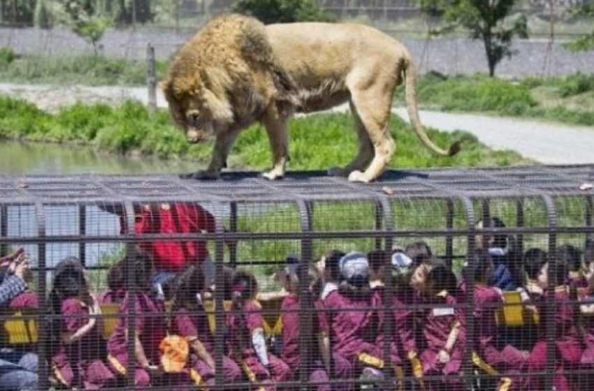  Lehe Ledu Wildlife Zoo in China Turns Tables on Visitors