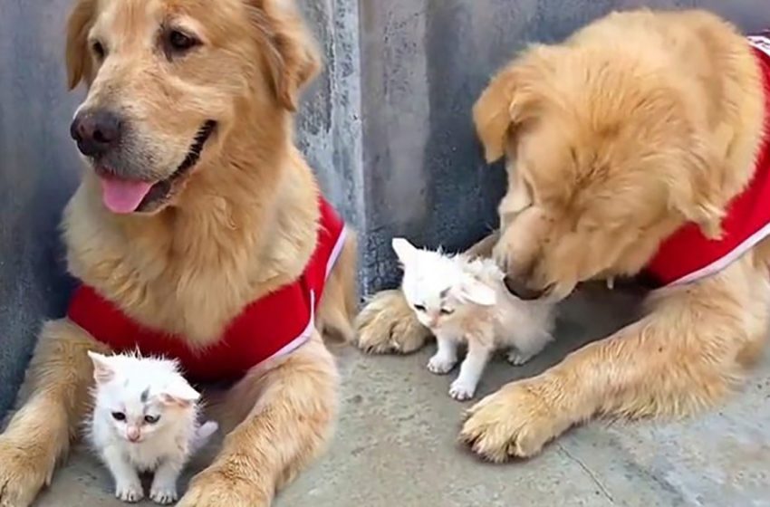  An unfortunate homeless little cat was saved by a golden retriever, who took care of her after bringing her from a perilous street to his house