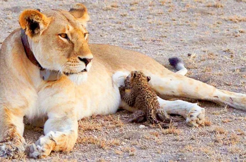  How Mother Lioness Adopts a Defenseless Baby Leopard