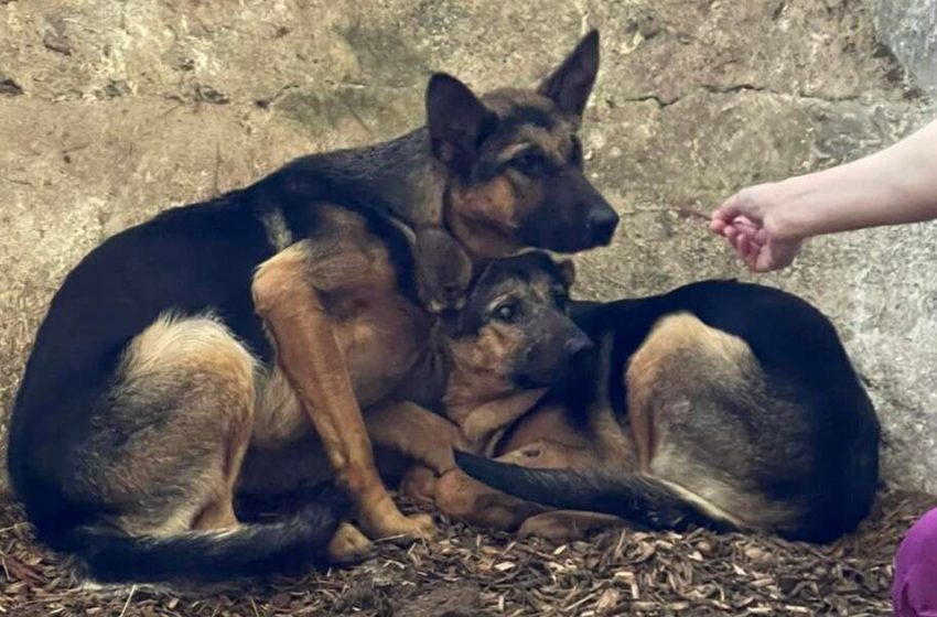  Rescuers Fight Lightning Storm to Save Left-Behind Sisters