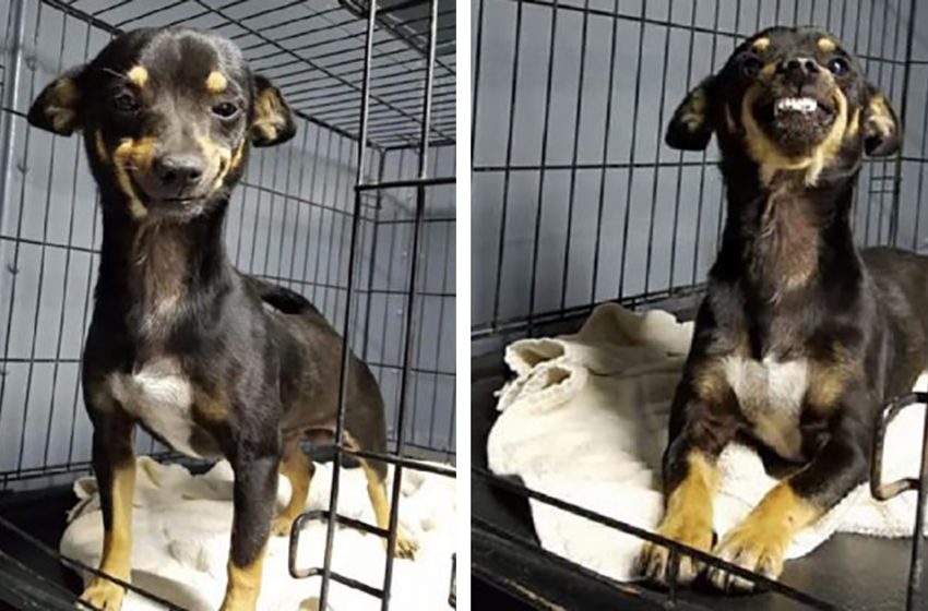  The small rescue puppy’s contagious smile always makes the shelter personnel happy, and as a consequence, he gets adopted