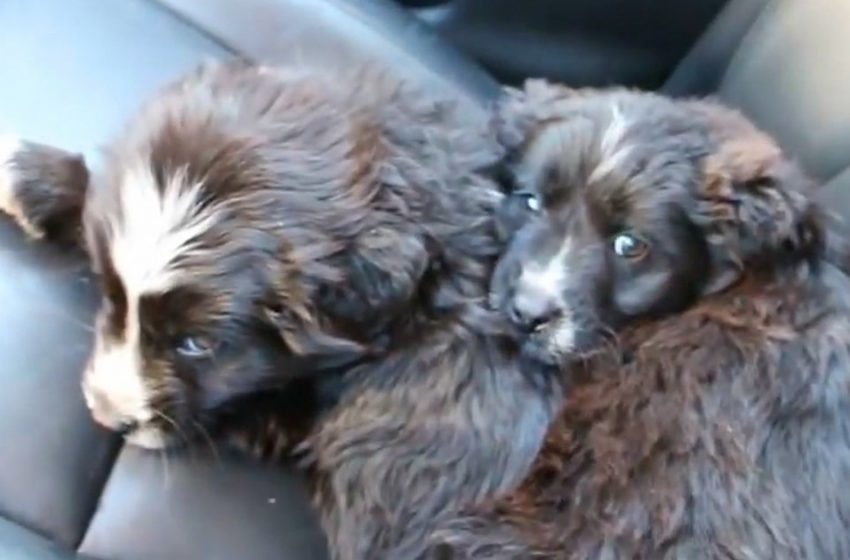  A Kind-hearted Man Saves the smallest abandoned Puppies