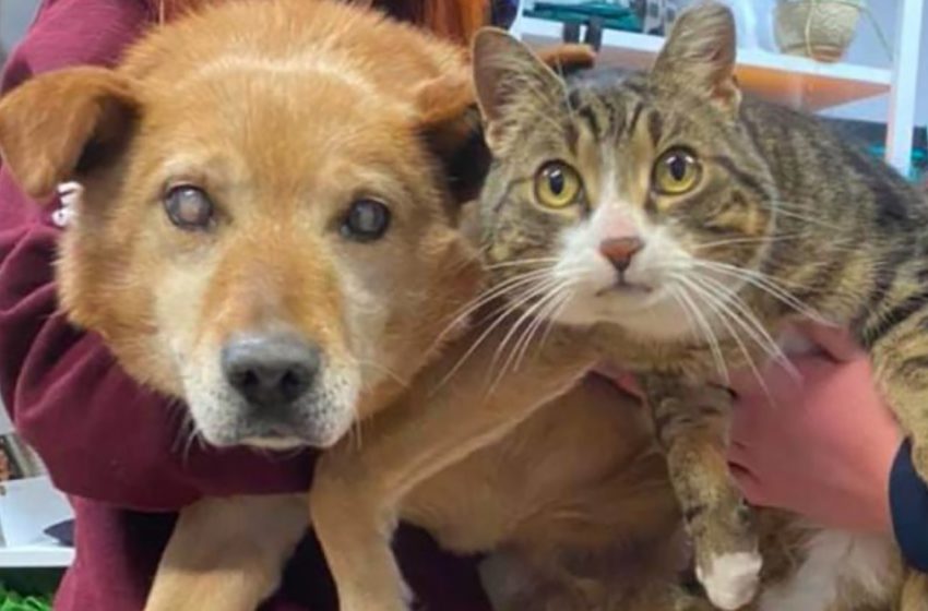  The Bonded Duo of a Blind Dog and His Assistance Cat Have Relocated to a New Residence Together