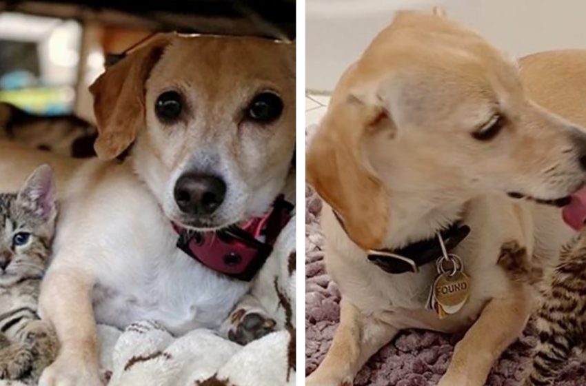  Two bewildered and abandoned kittens are taken in by a kind dog in New York City after being discovered in the backyard