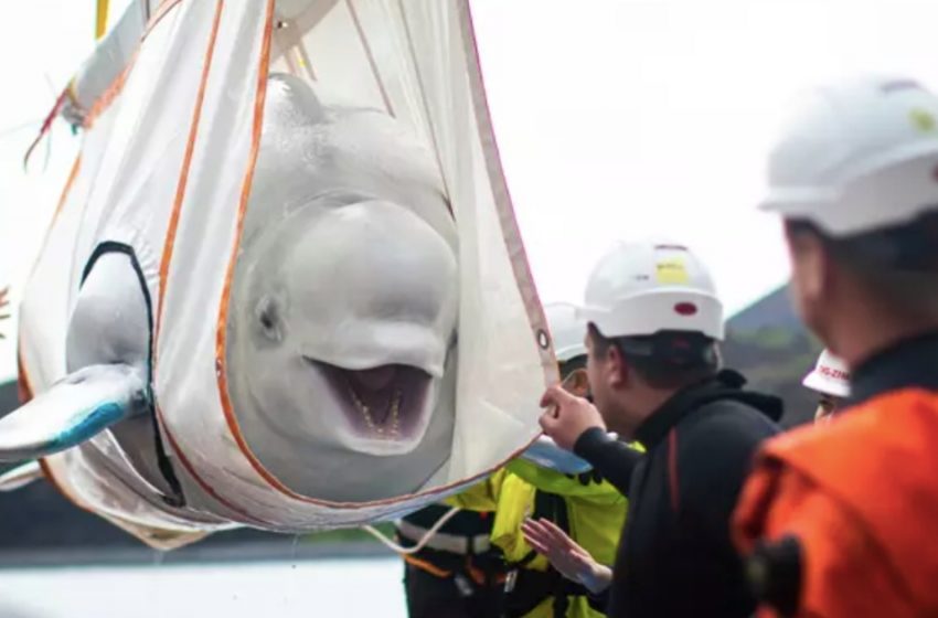  Beluga Whales Overjoyed | They Won’t Appear on Animal Shows Anymore