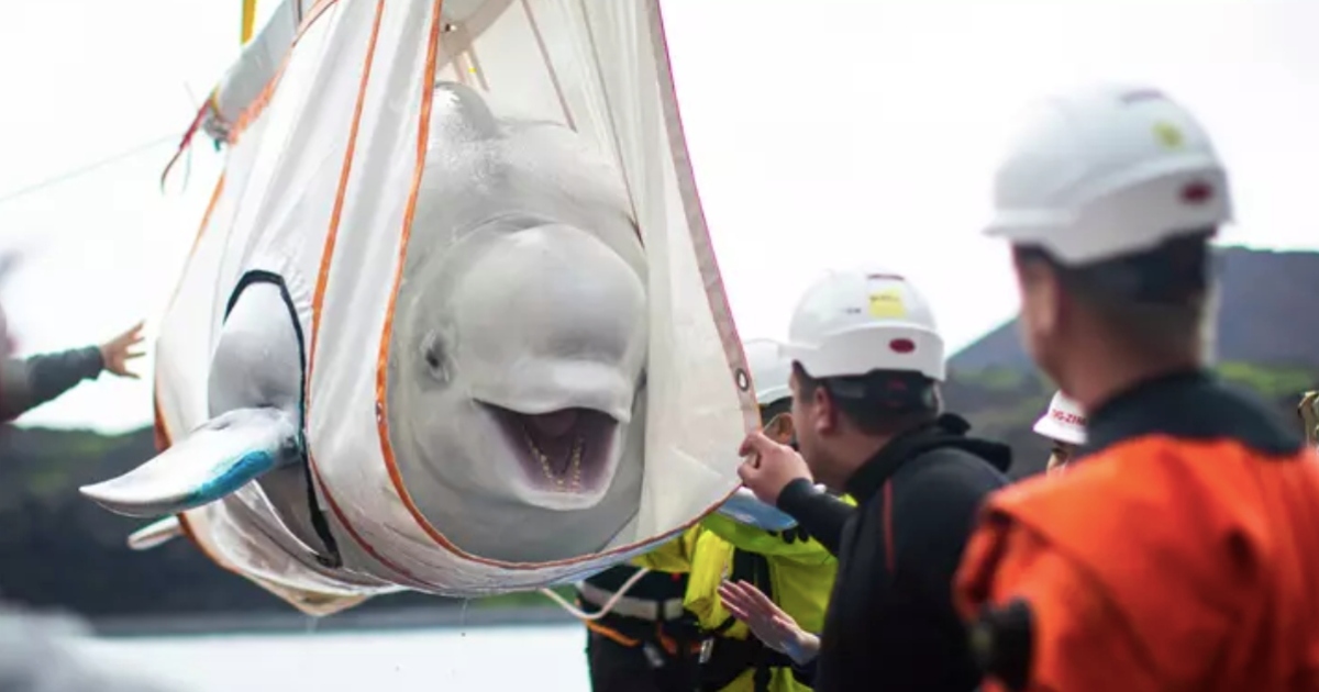 Beluga Whales Overjoyed | They Won’t Appear on Animal Shows Anymore