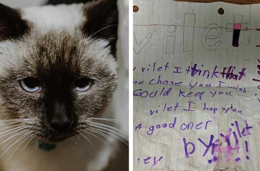  An abandoned Siamese cat was found on the street with a letter of sorrow attached to her pink collar