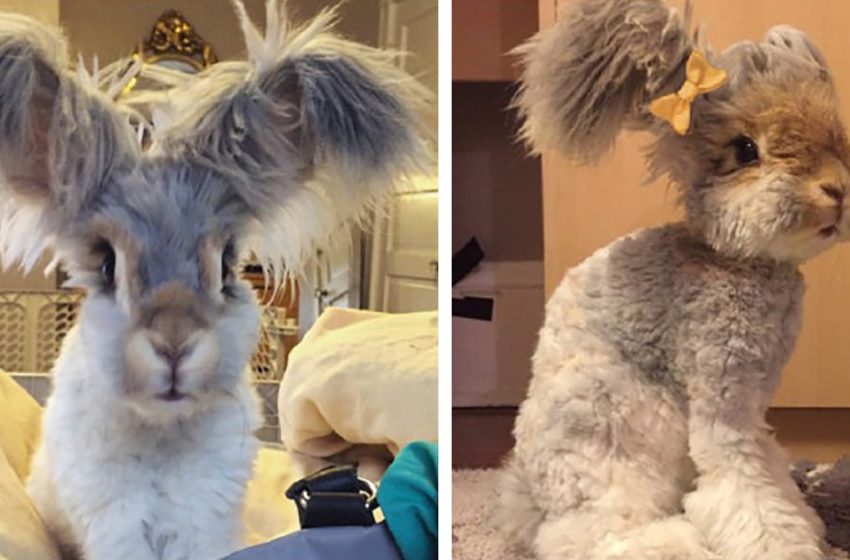  Wally, the cutest rabbit with enormous ears that resemble butterfly wings