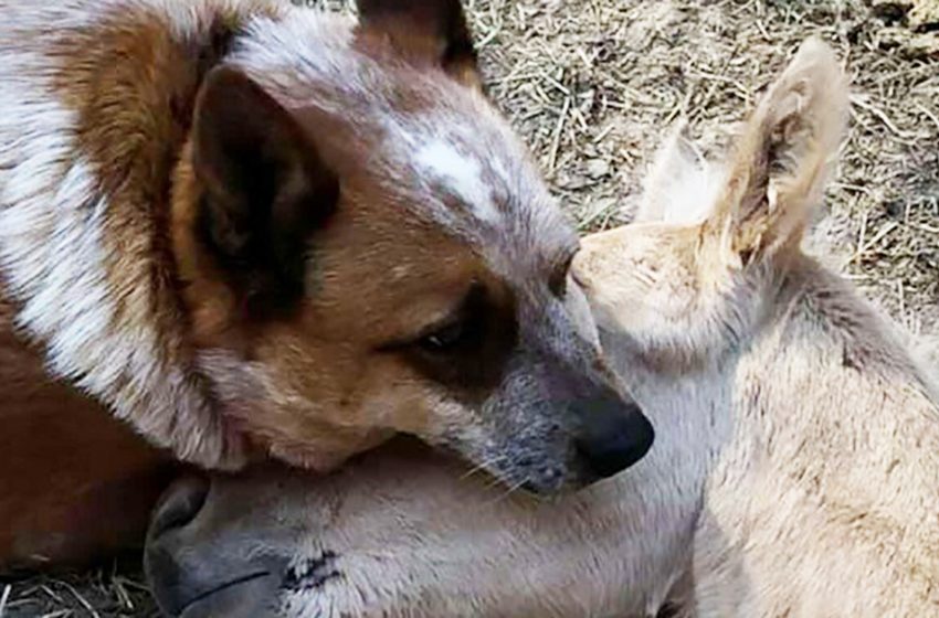  Tye the foal lost his mother when he was nine days old, but he soon made a very close buddy