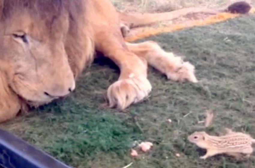  An Adorable Scene of a Saved Lion and a Little Squirrel