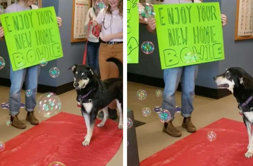  Red Carpet Celebration for a Shelter Dog