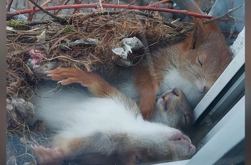  Man Discovers Cutest Little Squirrels Napping Outside His Window