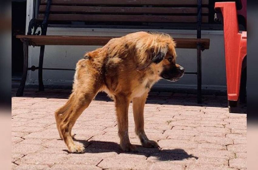  A Puppy with a Super Short Spine Rescued by a Kindhearted Woman