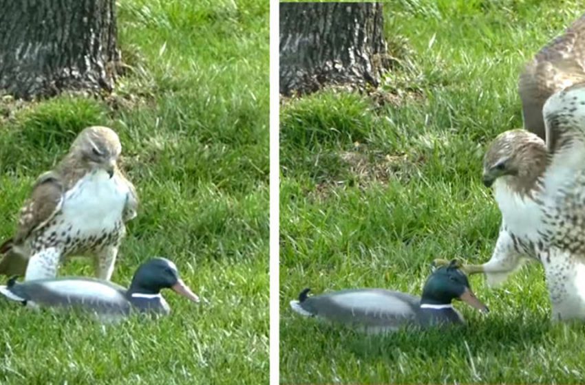  Why This ‘Duck’ Isn’t Afraid Of The Hawk